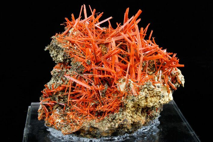 Attractive, Bright Orange Crocoite Crystal Cluster - Tasmania #182742